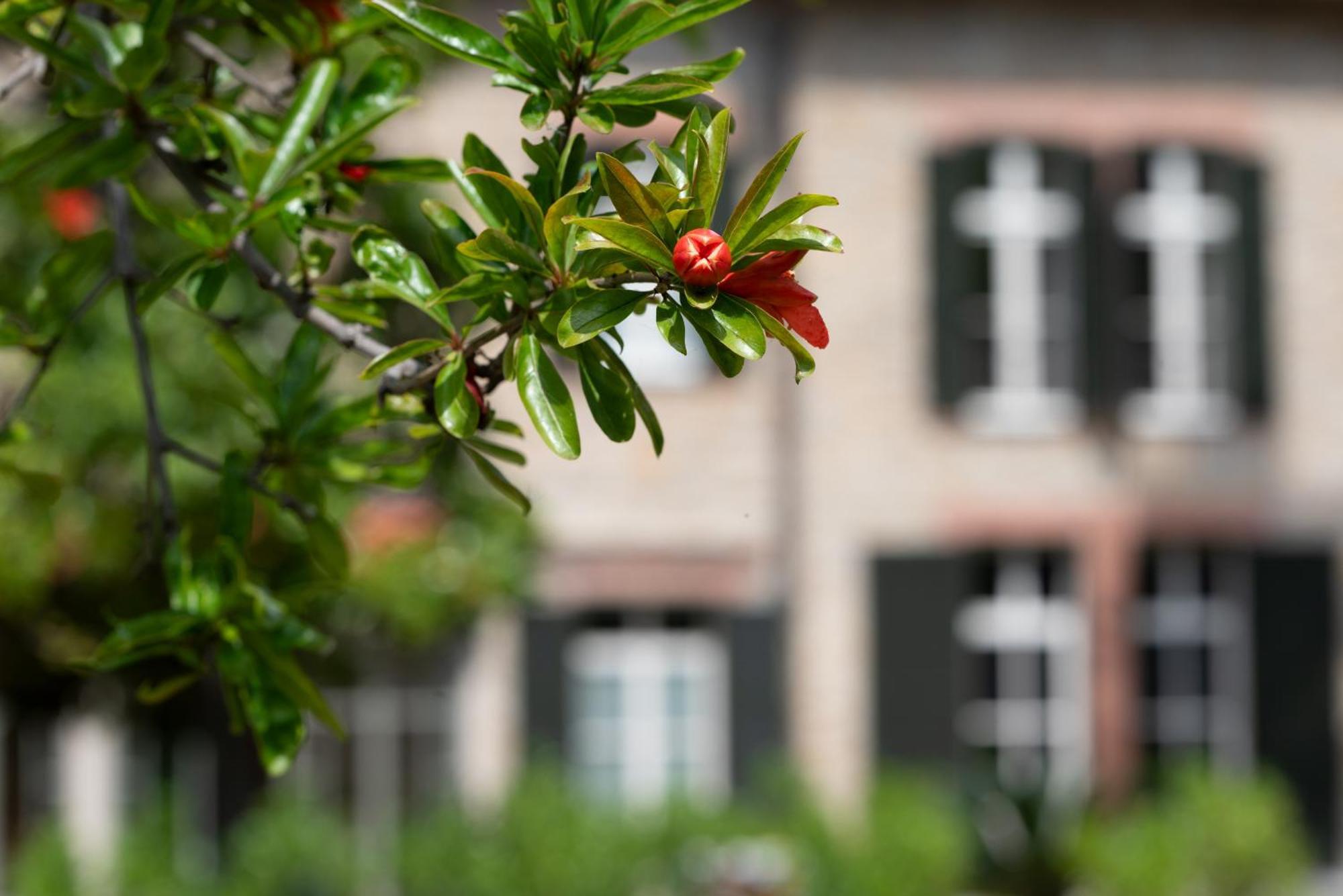 Villa Rappis Imperia Esterno foto